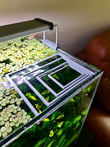 Schwimmender aquarienring - schwimmender,